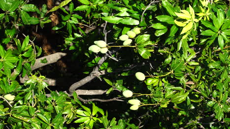 Vertical-Shot-Of-A-Green-Mango-Tree-In-Sunlight-With-Unripe-Fruits-Hanging-In-Vietnam