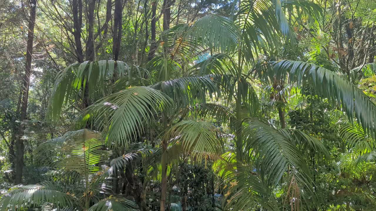 Pan up, Rainforest taped off and under construction with yellow autumn leaves. Mt Tamborine, Queensland, Australia.