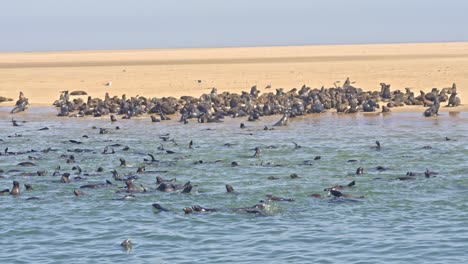 A colony of Cape fur seal (Arctocephalus pusillus), at Walvis Bay Namibia, some resting on the shore and others swimming and diving in the sea.