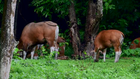 班<unk> (banteng) 或坦巴杜 (tembadau) 是在東南亞發現的野生牛,在某些國家已經滅絕