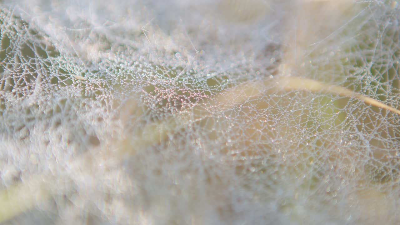 макро паутины с каплями росы.