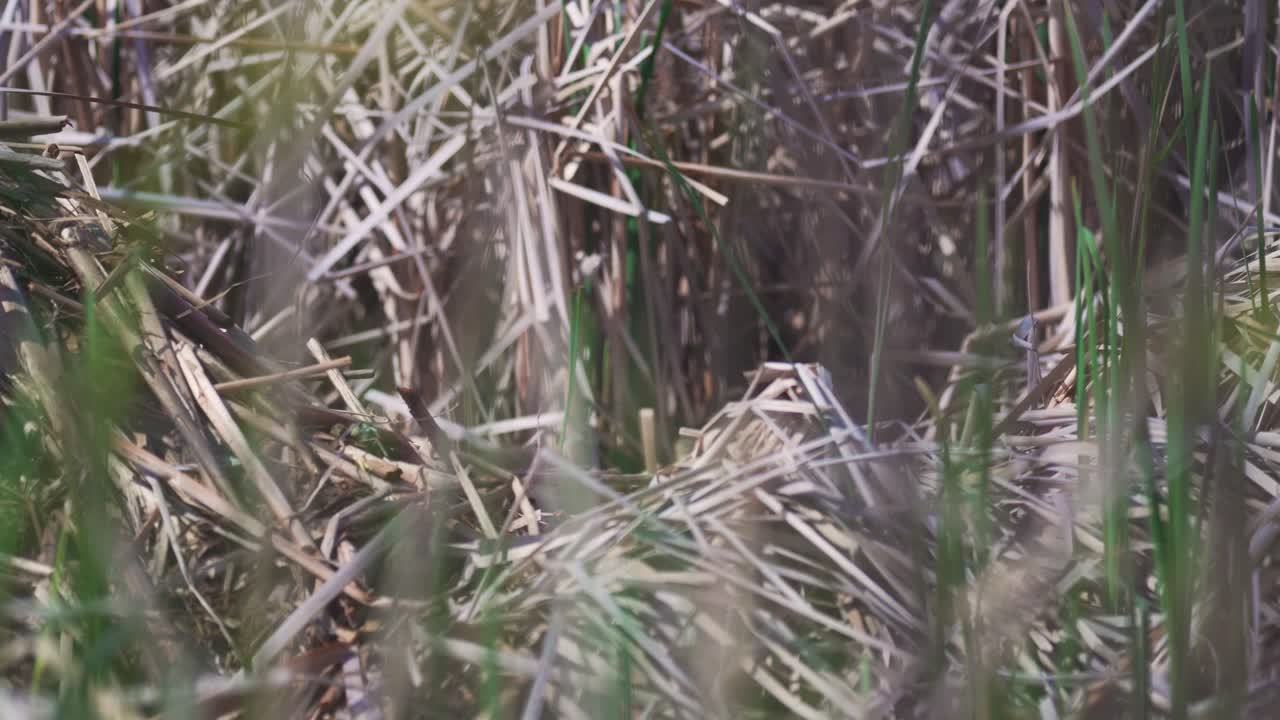 새끼 기러기는 둥지에서 떨어져 나와 어미 거위를 따라 물속으로 들어갑니다.