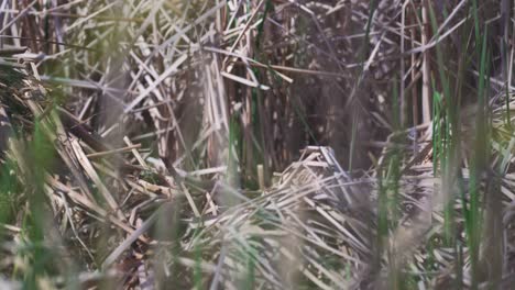 Gänseküken-Gehen-Aus-Dem-Nest-Und-Folgen-Der-Gänsemutter-Ins-Wasser