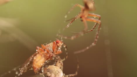 close up macro shot of a two spiders fight for the captured victim