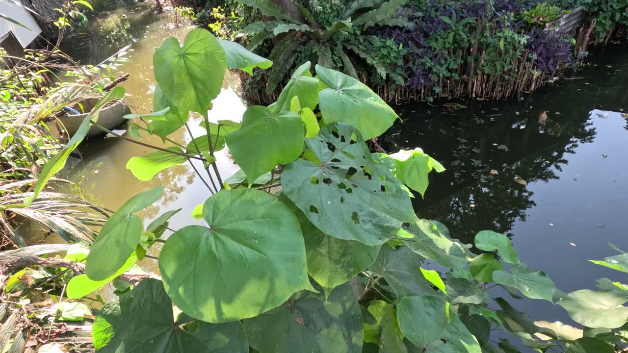 물에 의해 자라는 식물의 시간 간격