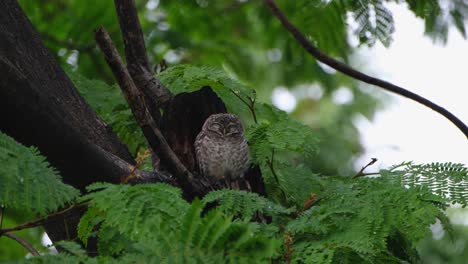 Half-asleep-in-its-burrow-on-top-of-a-tree,-Spotted-Owlet-Athene-brama