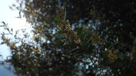 Vertical-rotating-footage-of-backlit-olive-tree-blossom