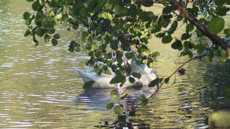 Höckerschwan-Schwimmt-Und-Futter-Unter-Laub-Von-Bäumen-Im-Tehidy-Country-Park-In-Cornwall,-England