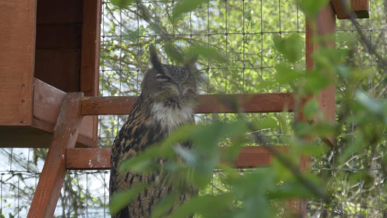 유럽, 아일랜드, 라오이 카운티의 캐슬뷰 오픈 팜에 있는 나무 블록에 앉아 있는 유라시아 수리부엉이