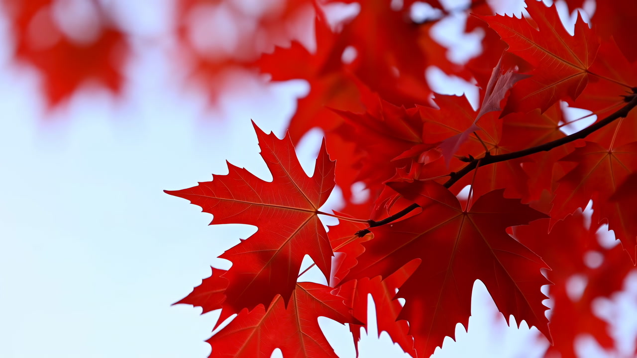 Red Maple Leaves Closeup Against Sky, Backlit Scarlet Foliage With Crisp Serrated Edges Macro Branch Detail