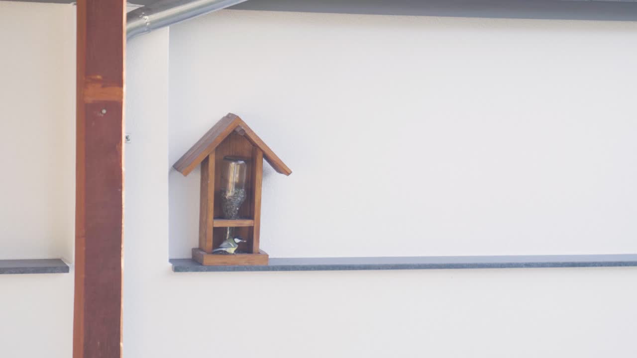 치카디는 새 씨을 먹기 위해 새 먹이기에 반복적으로 착륙하고 날아갑니다.