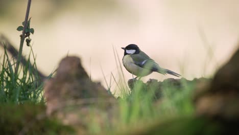 medium shot of a great tit standing on a low perch looking around on a windy day with an out of focus background before being chased off by another bird