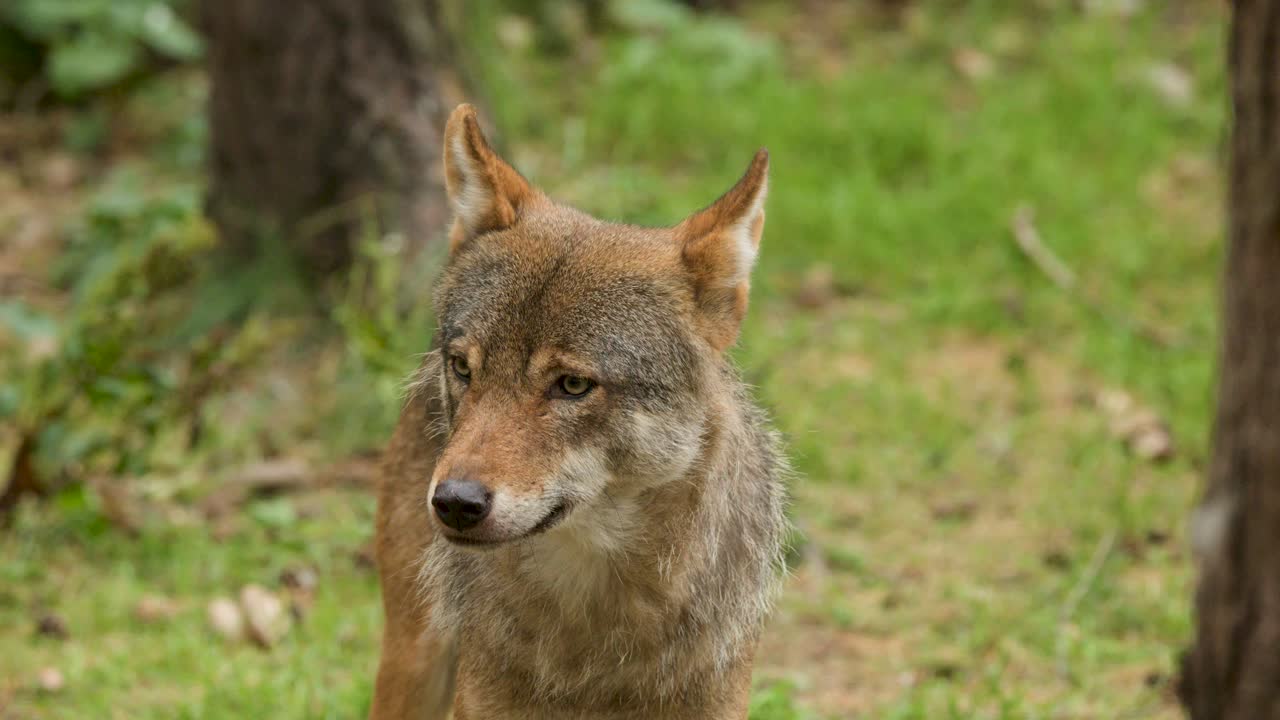 Wolves navigate forest floor in daylight, alert and cautious, with steady camera and natural lighting