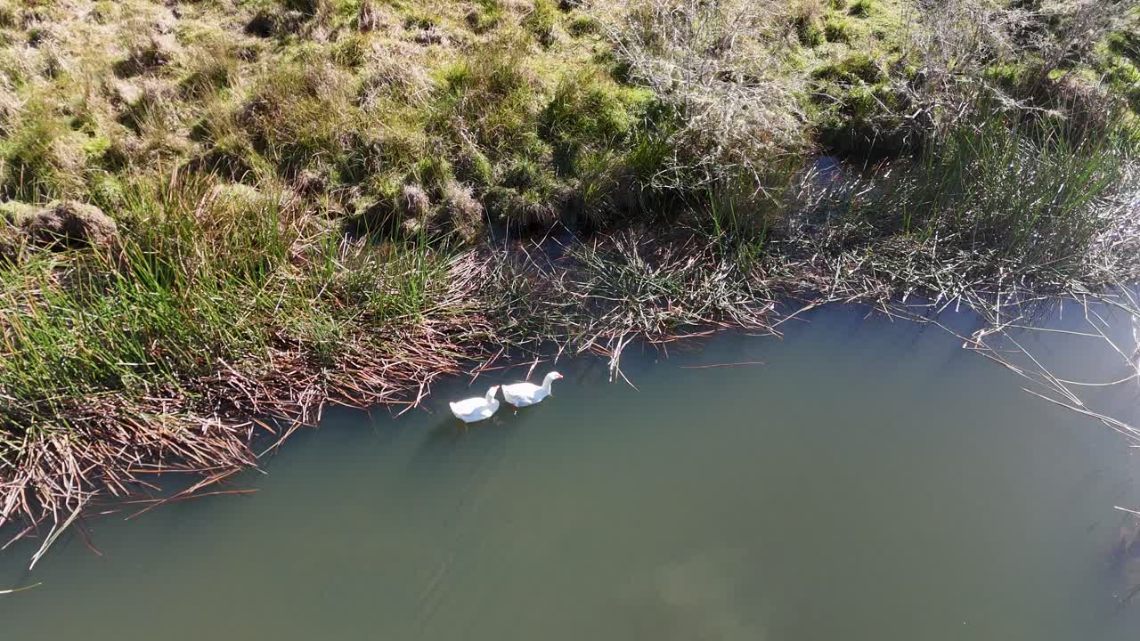 Three white ducks glide along the edge of a calm pond surrounded by reeds and grass, captured in bright daylight from a top-down aerial perspective