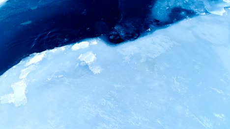 aerial view over two seals on white ice floe in iceland, who entering into the blue sea.