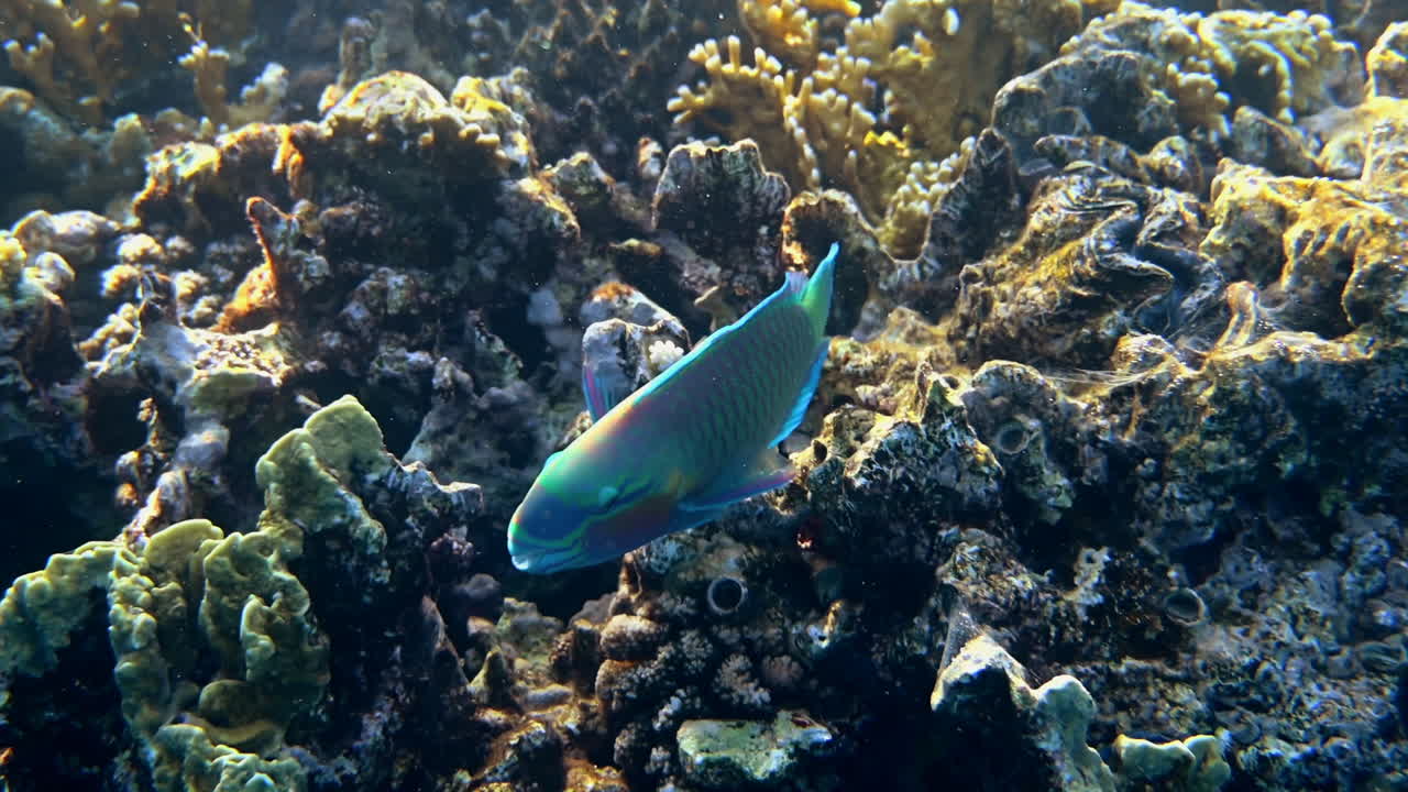 Close up of a Rusty parrotfish swimming near a coral reef