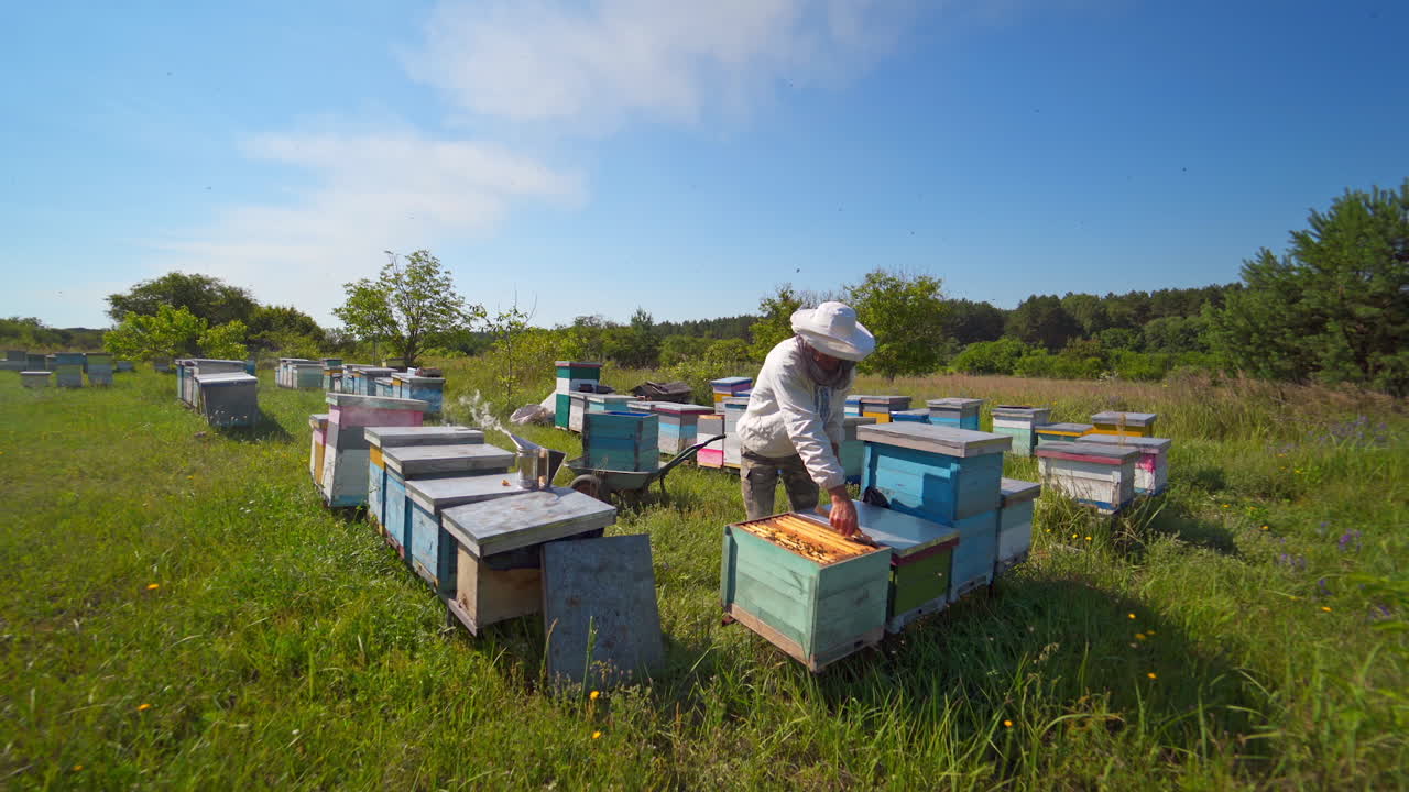 Farmer on the apiary. Male apiarist in protective hat examining bees in wooden hives. Beehives among green nature under blue sky. Apiculture.