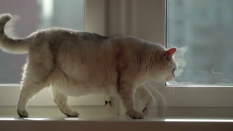 concept pets and their habits. cat walks the windowsill and looking for food. dolly shot.