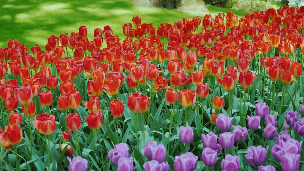 다양한 형형색색의 튤립이 있는 화단