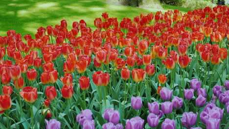 Cama-De-Flores-Con-Una-Amplia-Variedad-De-Tulipanes-Coloridos