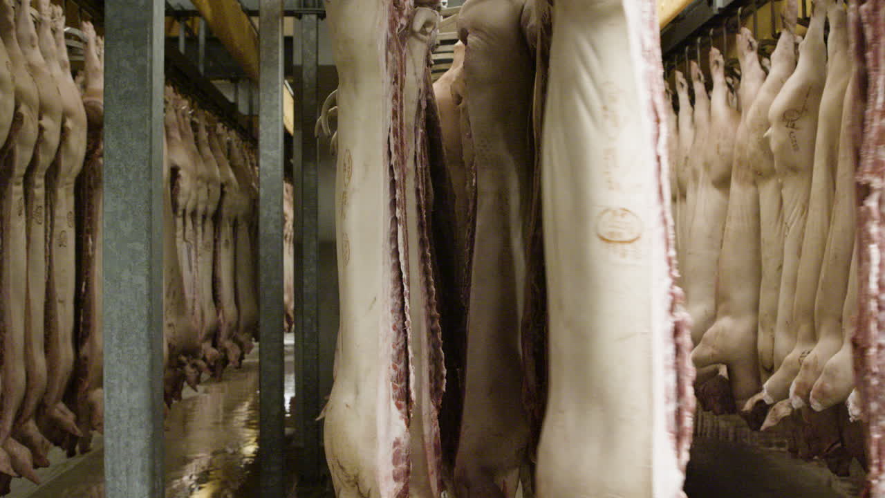 Inside a Pork Processing Plant: Rows of Pig Carcasses Hanging in Cold Storage