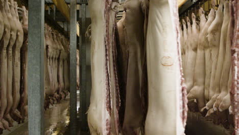 inside a pork processing plant: rows of pig carcasses hanging in cold storage
