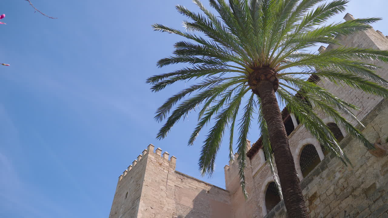 Palm Tree and Old Stone Building