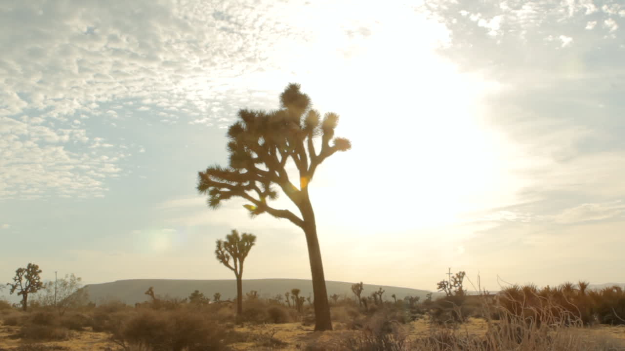 desert landscape in the bright sun
