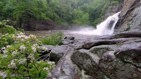 linville falls waterfall with arborescens azalea in foreground, smooth azalea, sweet azalea