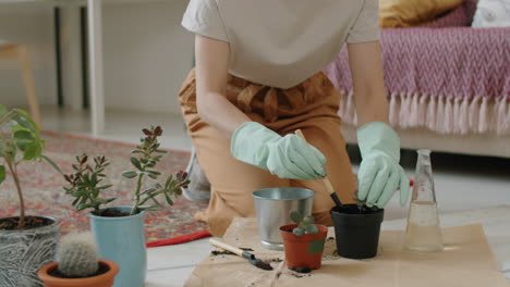 young woman repotting houseplant at home