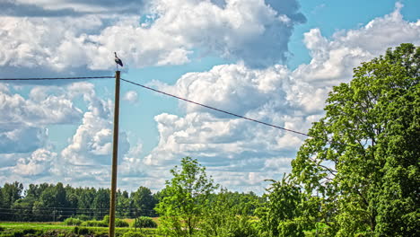 huge cumulonimbus cloudscape over the countryside with a white stork perched on a utility pole in the foreground - time lapse