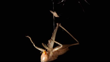 venomous red back spider with struggling prey