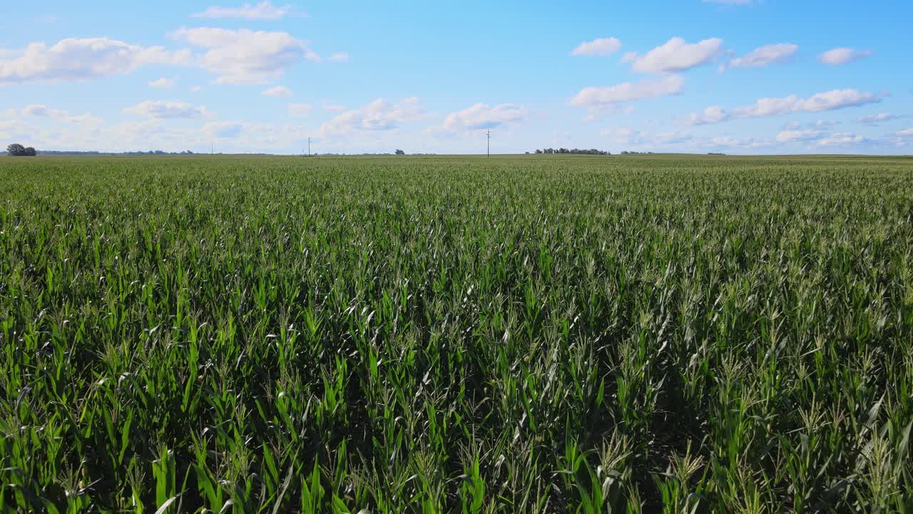 Corn Field In La Pampa, Pampas, Argentina. - aerial shot