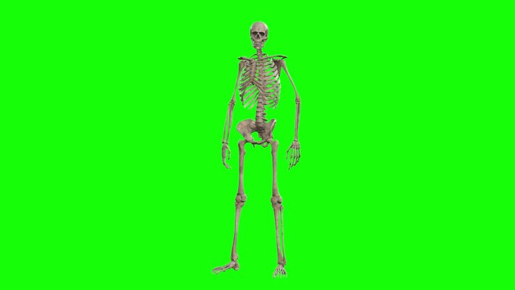 Un personaggio scheletro 3D inattivo su schermo verde, animazione 3D in loop continuo, vista frontale