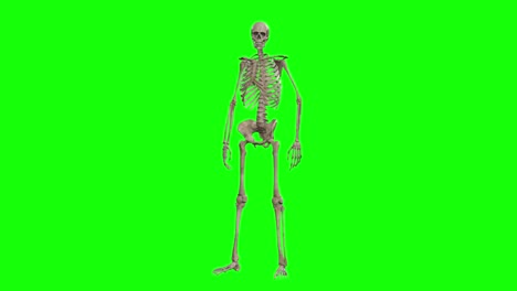 a skeleton 3d character standing idle on green screen seamless loop 3d animation, front view animated loop