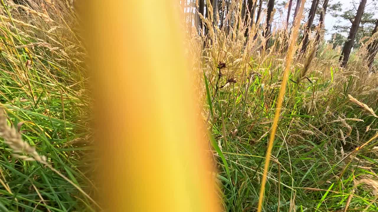 Camera glides through wild grass in sunlit pine forest, creating immersive, tranquil nature perspective