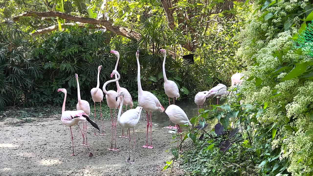 푸른 동물원 환경 에서 상호 작용 하는 플라밍고 들
