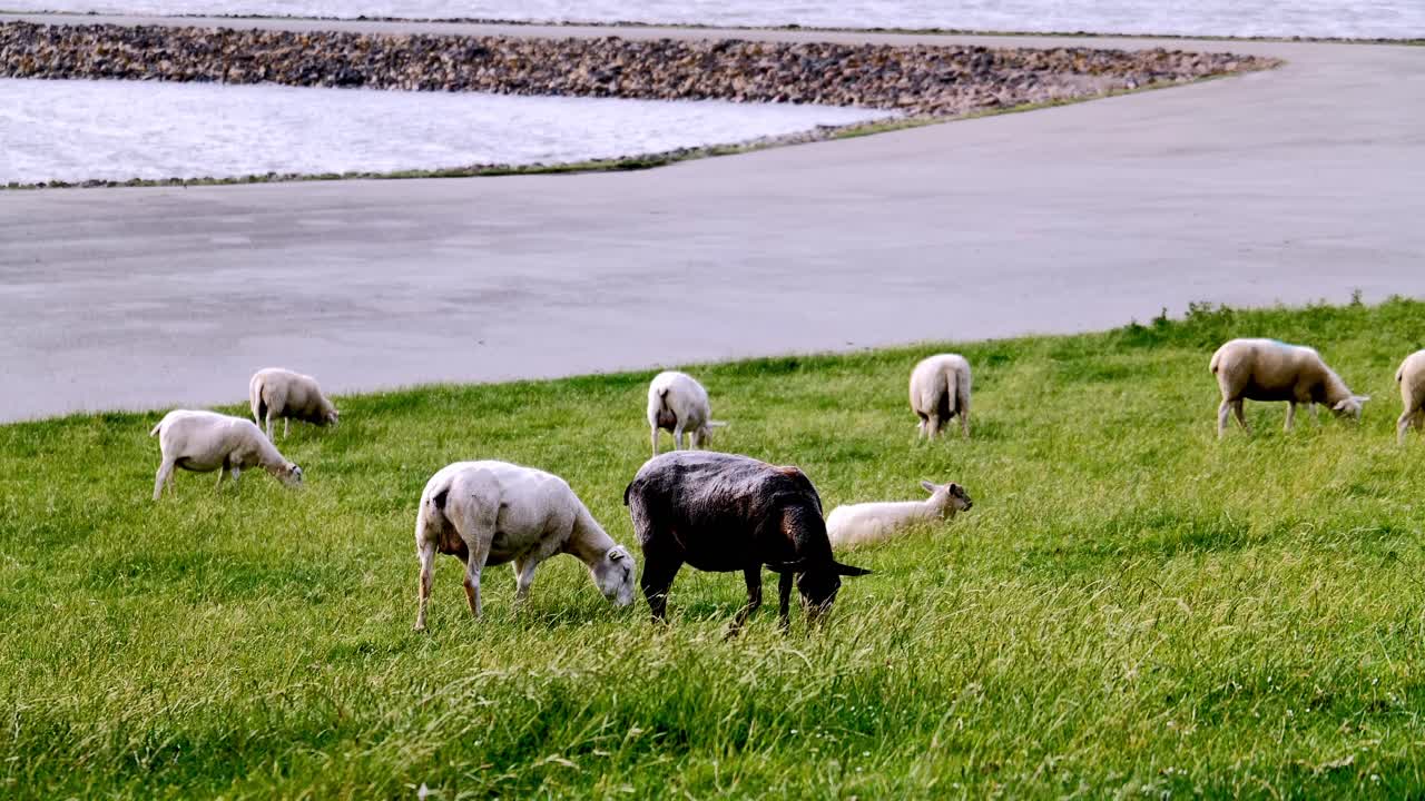 Sheep at the Dike at the Peninsula Nordstrand, Schleswig-Holstein, Germany