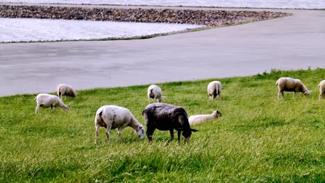 sheep at the dike at the peninsula nordstrand, schleswig-holstein, germany