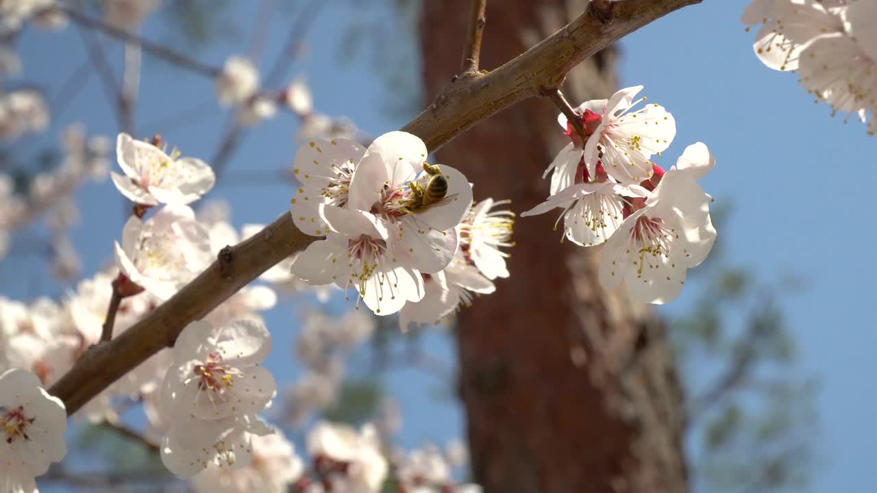 Ape da miele in volo su ciliegio in fiore, impollinazione