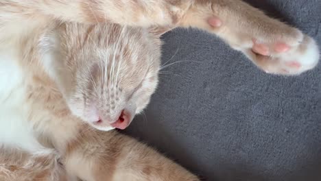 gatito durmiendo con el vientre arriba y en una posición graciosa