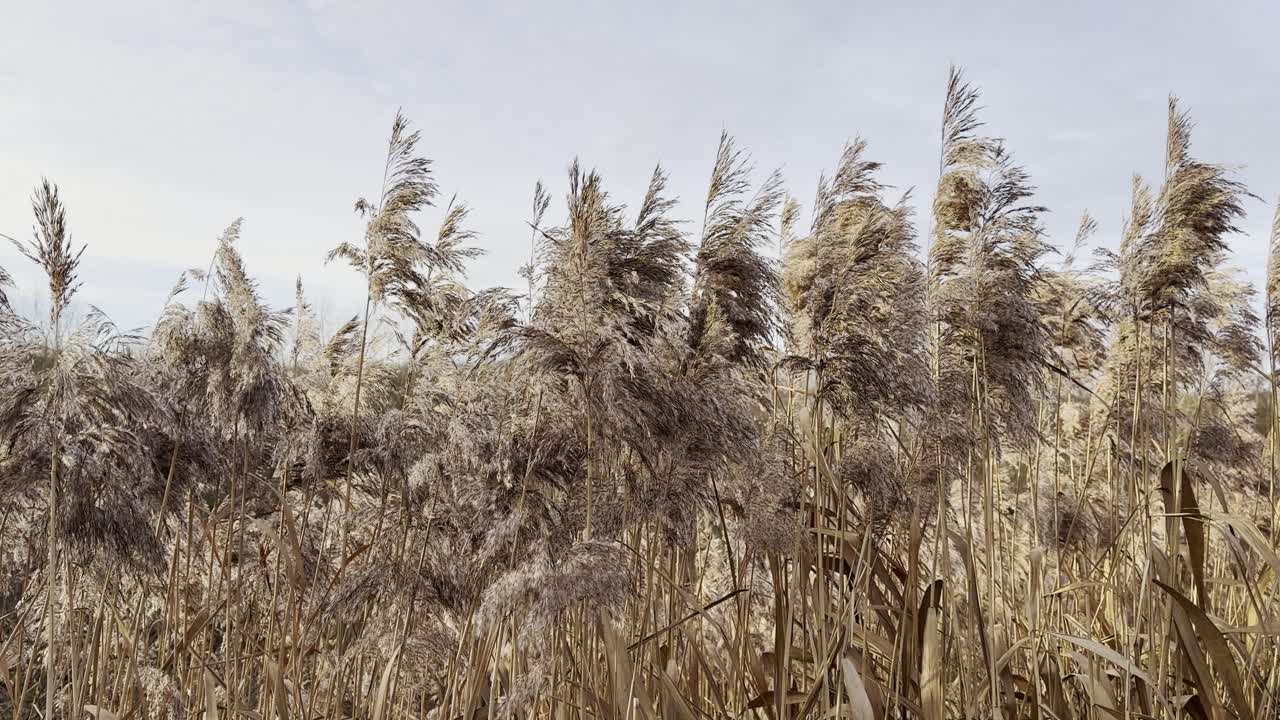 Efterårsstemning: Tørrede siv (Phragmites) i naturen