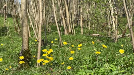 un racimo de árboles en la selva bosque de las tierras altas en un día soleado sol flor de la planta amarilla brotes brotan florecer florecer en la primavera temporada de verano campo de hierba pastoreo concepto de ganado y nómadas de la población local