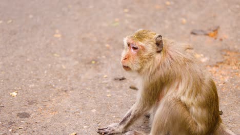 mono observado sentado en una calle en chonburi