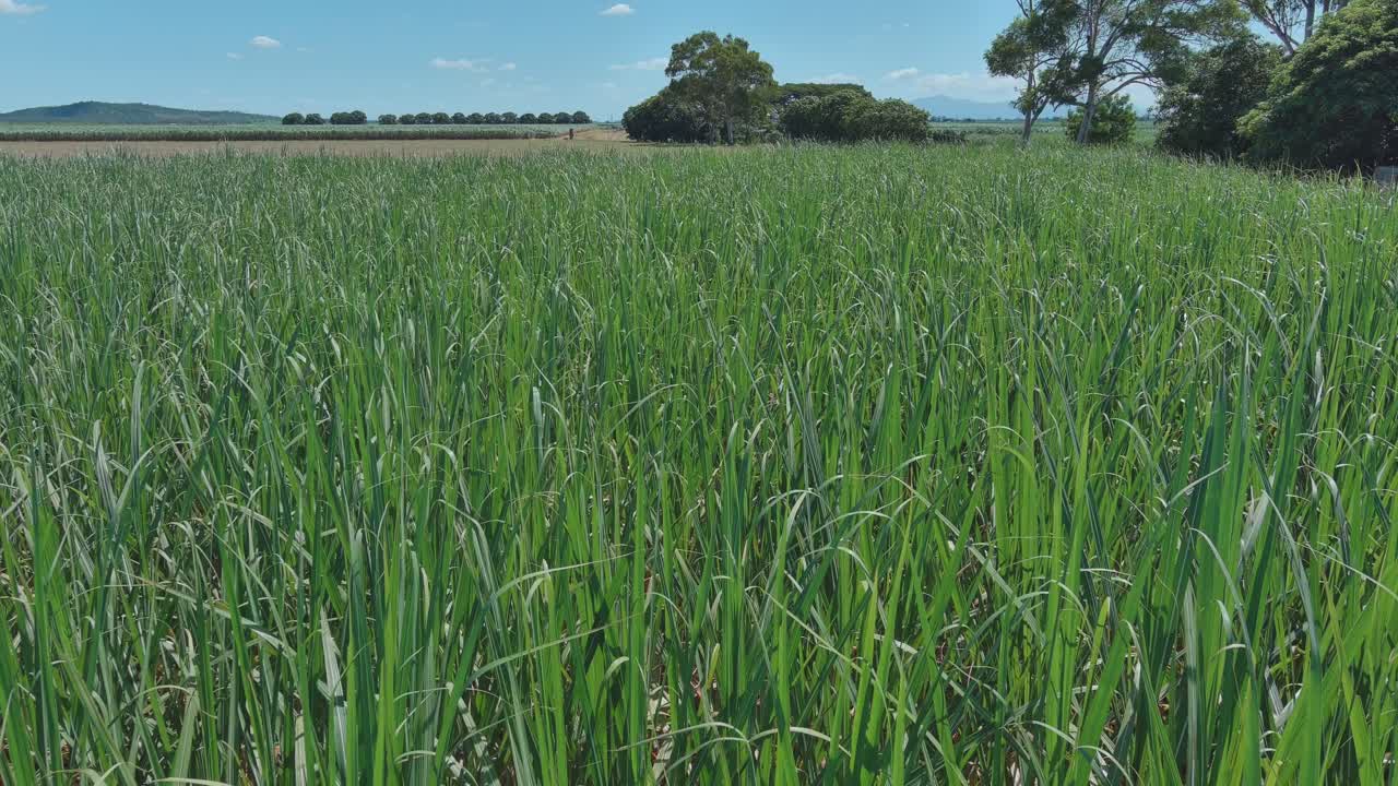 Close up aerial shot, moving forward through the sugar cane leaves with farm land in the background on a sunny day