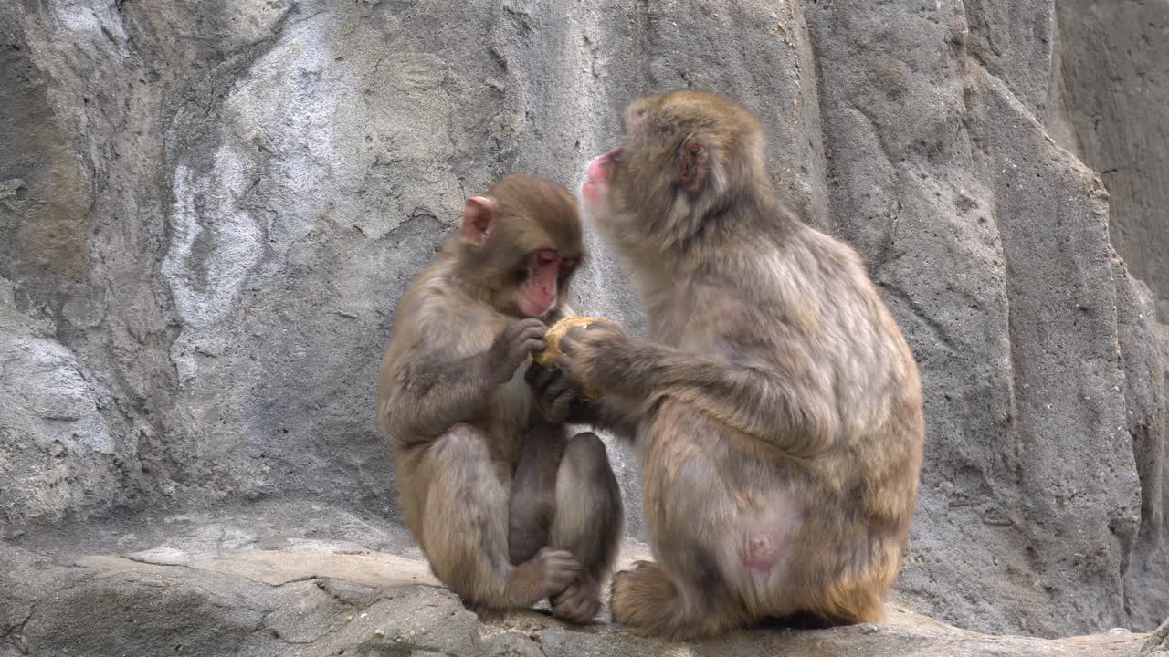 familia de monos de nieve japoneses madre e hijo en el zoológico comiendo - un primer plano