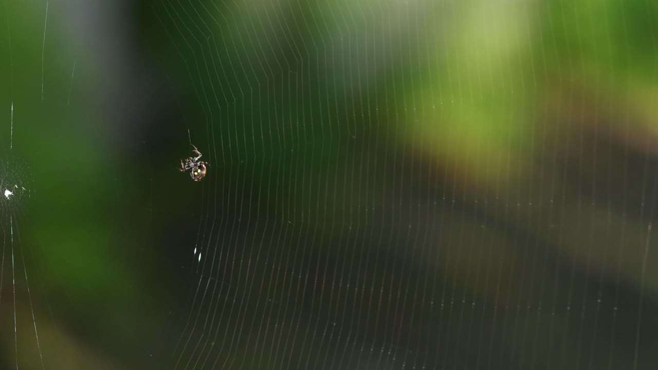 거미가 천막을 짓습니다. 자연적인 배경입니다.