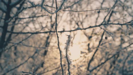 shining-frost-on-thin-twigs-in-cold-winter-forest-at-sunset