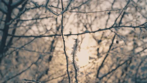 shining frost on thin twigs in cold winter forest at sunset