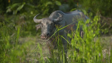 Büffel-Kaut-Sein-Futter,-Während-Er-Auf-Der-Grünen-Wiese-Steht---Nahaufnahme